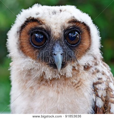 Ural Owl Or Strix Uralensis Bird