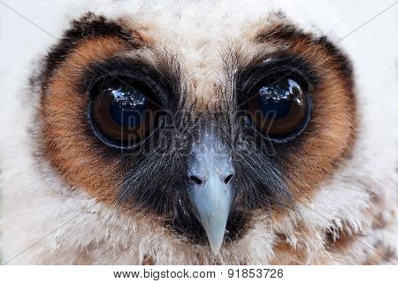 Ural Owl Or Strix Uralensis Bird