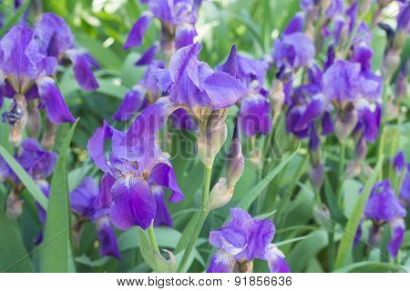 close up of purple iris flowers. Iris blooming in summertime.