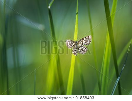 Beautiful Butterfly Sitting On Grass Leaf