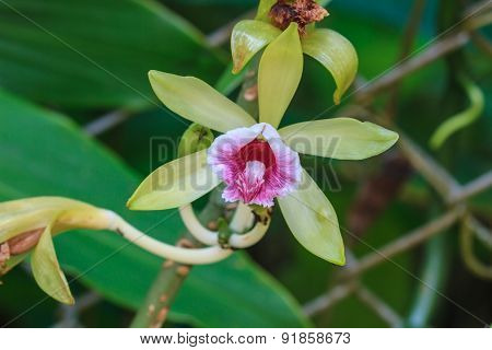 Vanilla pilifera Rare species wild orchids