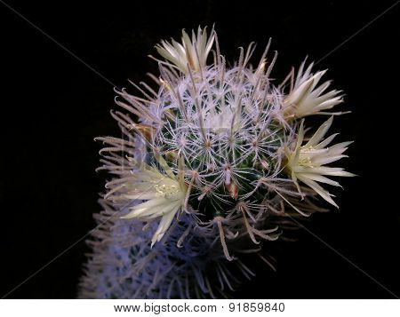Mammillaria cactus with yellow flowers