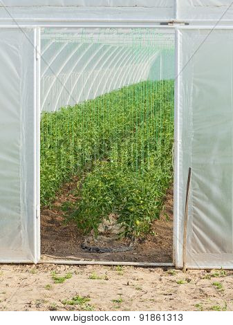 Green Tomato Plants In A Greenhouse At Spring