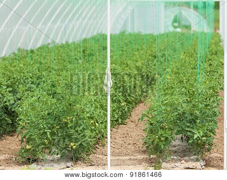 Green Tomato Plants In A Greenhouse At Sunny Day