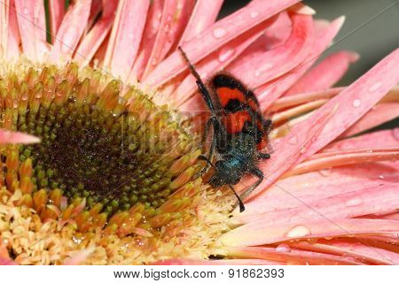 Bee beetle