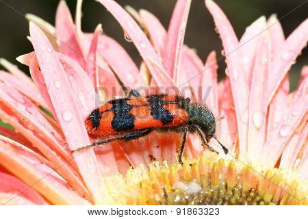 Bee beetle