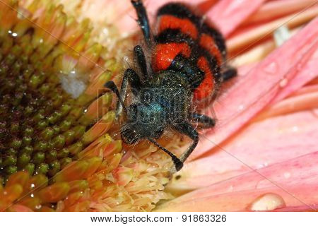 Bee beetle