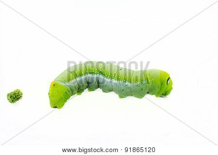 Green Worm