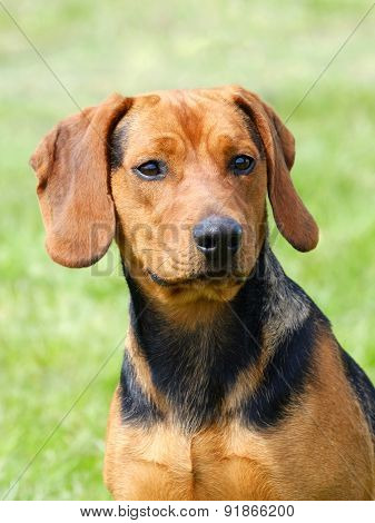 The Portrait Of Serbian Hound On The Green Grass Lawn