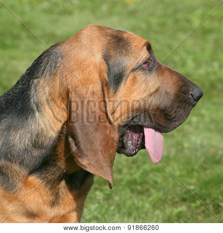 The Detail Of  Bloodhound In The Garden