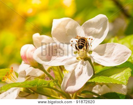 Bee and cherry blossom