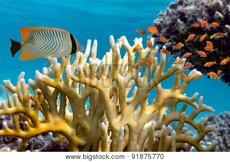 Millepora Fire Coral