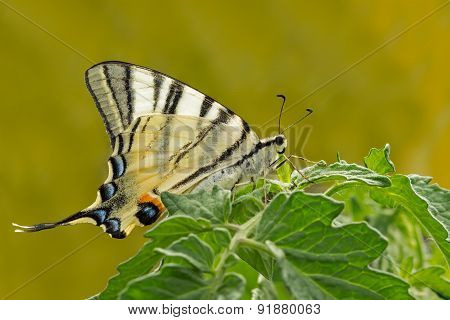 giant Swallowtail butterfly on green plant