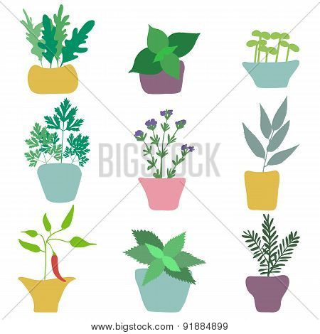 Set of hend drawn herbs spices.