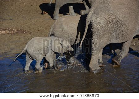 Elephants walking in a river bed