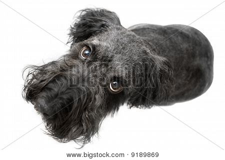 Terrier nero