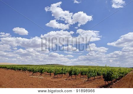 Vines Plantation Fields At Tierra De Barros