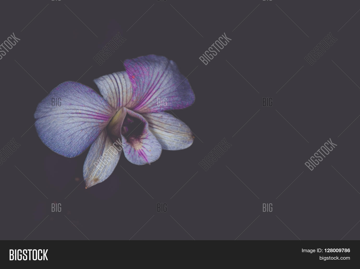 Beautiful Dendrobium Image & Photo (Free Trial) | Bigstock