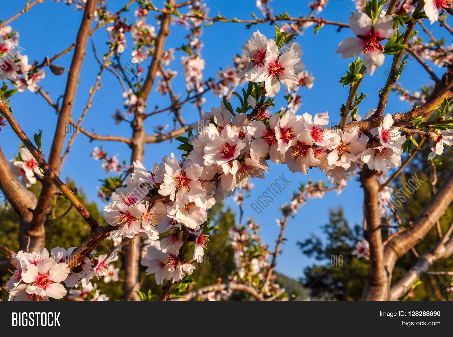 Almond Tree Full Bloom Image & Photo (Free Trial) Bigstock
