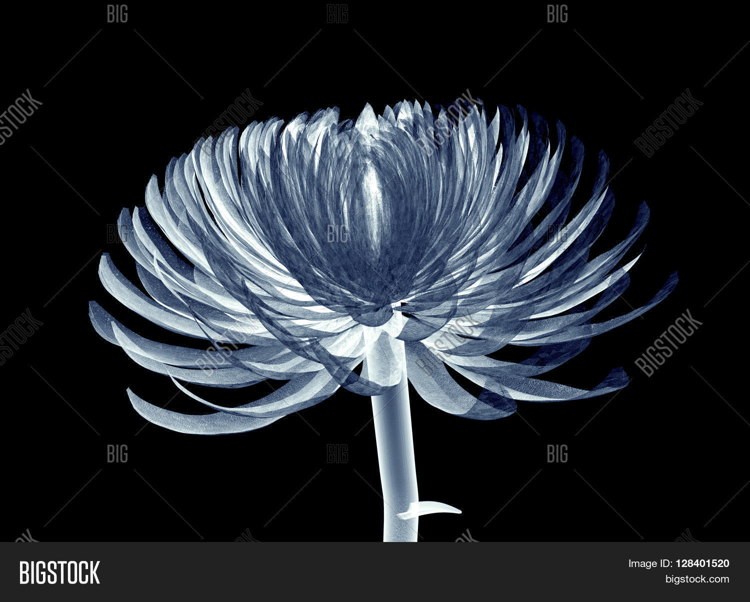 Xray Image Flower Image & Photo (Free Trial) Bigstock