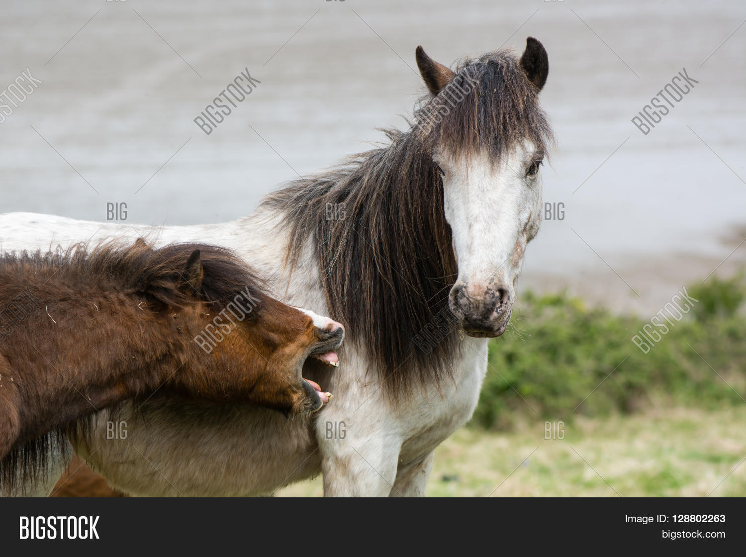 Grey Dartmoor Pony Image & Photo (Free Trial) Bigstock