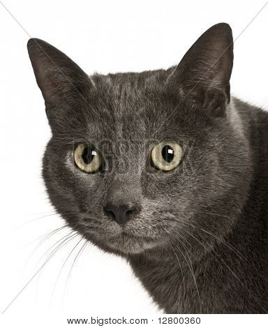 Certosino gatto, 2 anni, davanti a sfondo bianco