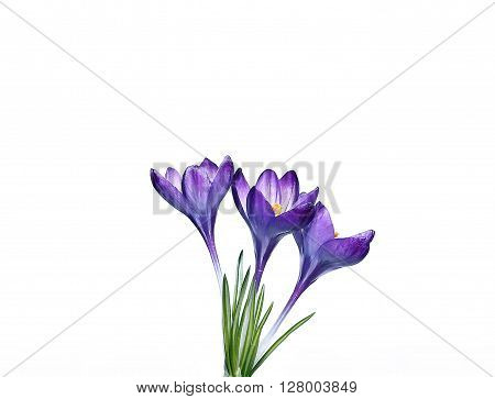 Violet flowers of crocus isolated on a white background