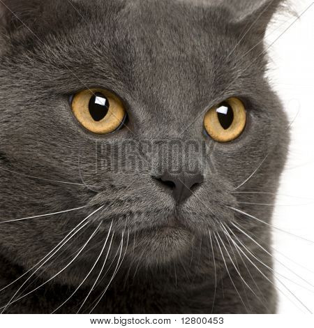 Close up di un certosino (3 anni)