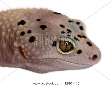 Geco leopardo di Bell albino bullone striscia, Eublepharis macularius, davanti a sfondo bianco