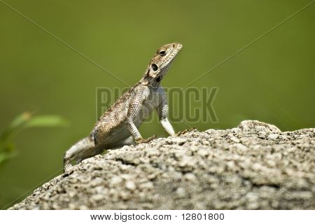 Rock Agama, Serengeti National Park, Serengeti, Tanzania