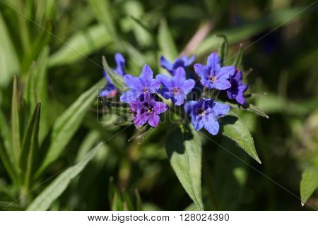 Flowers of Purple Gromwell Lithospermum purpurocaeruleum. A medical plant from Europe and Asia.