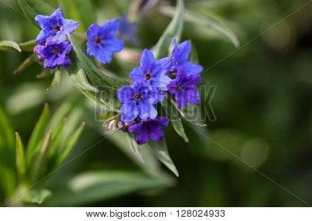 Flowers of Purple Gromwell Lithospermum purpurocaeruleum. A medical plant from Europe and Asia.