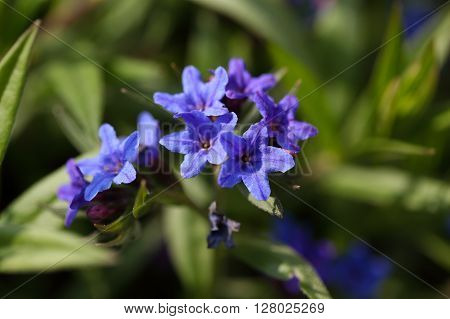 Flowers of Purple Gromwell Lithospermum purpurocaeruleum. A medical plant from Europe and Asia.