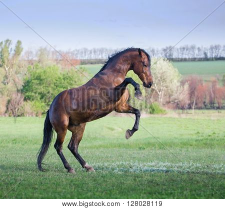 Brown horse play on a green grass
