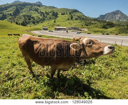 A view of rushing cows in the Alpine mountains near village Shocken in Bregenzerwald area region Vorarlberg Austria