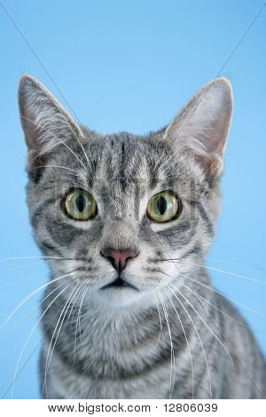 Gato listrado cinzento.