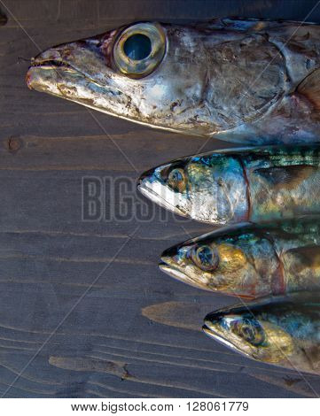 blue fish freshly caught great for a healthy diet ready to be cooked