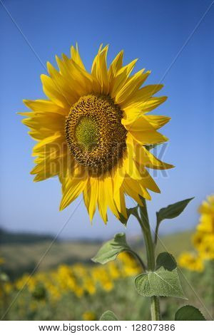 En stor solsikke mod blå himmel midt i felt af solsikker.