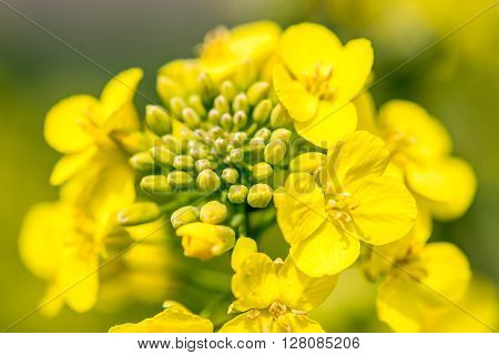 Young Colza Flowers