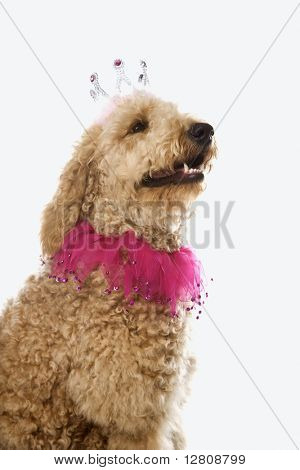 Goldendoodle 犬の衣装を着てします。