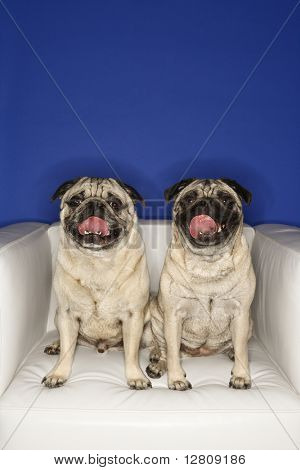 Dois cães de Pug sentado na cadeira.