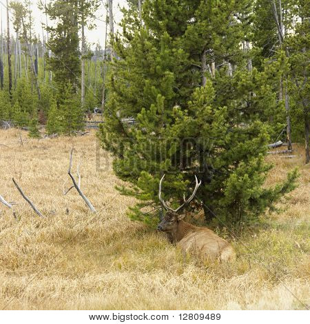 Male elk lying down in grass at Yellowstone National Park, Wyoming.