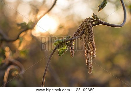 Catkins Bloom on Decorative Hazel Bush at Sunset