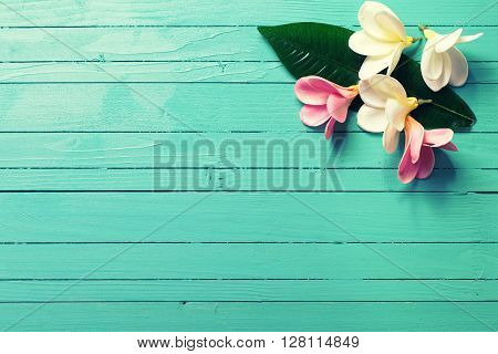 Background with white and pink tropical plumeria flowers on turquoise wooden background. Selective focos. Place for text.