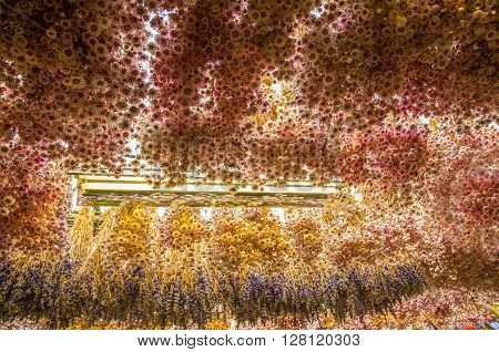 yellow and red dry grass immortelle and lavender in the shop