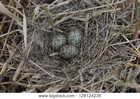 Bird's nest in its natural habitat in the spring season.