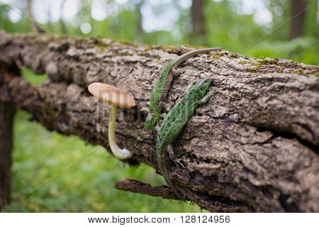 Lizard in nature sitting on a tree.