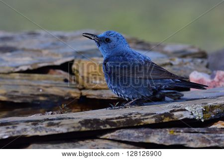 Blue Rock Thrush On Rocks Planks.