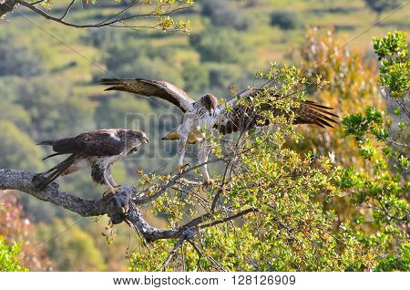 Bonelli's Eagle Couple On Tree Branch