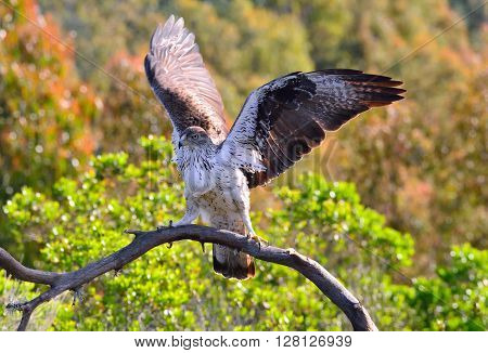 Male Bonelli's Eagle Spreading Wings
